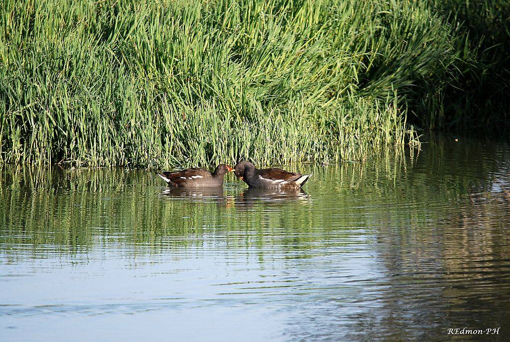 Gallinelle d''acqua, un incontro molto tenero!!!